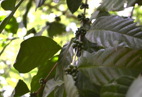 Spiced: Types of Peppercorns – Green, Black, Red and White