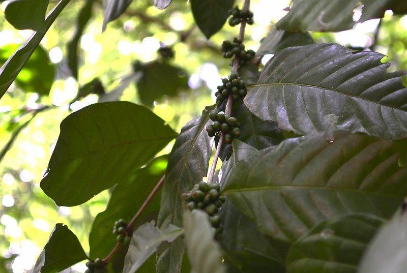 Spiced: Types of Peppercorns – Green, Black, Red and White