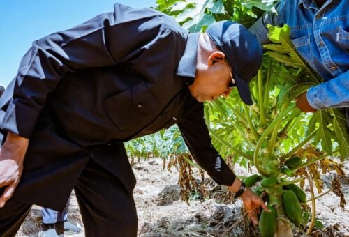 Shettima goes to farm in Ethiopia – Daily Trust