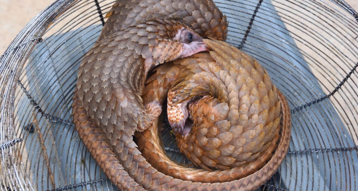 Customs Foils Wildlife Trafficking, Rescues Pangolins in Ogun – Daily Trust