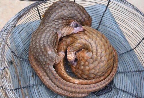 Customs Foils Wildlife Trafficking, Rescues Pangolins in Ogun – Daily Trust