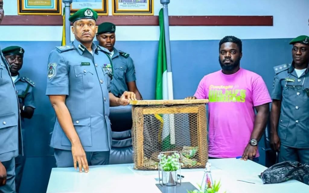 Customs seize three live pangolins in suspected wildlife-trafficking operation in Ogun