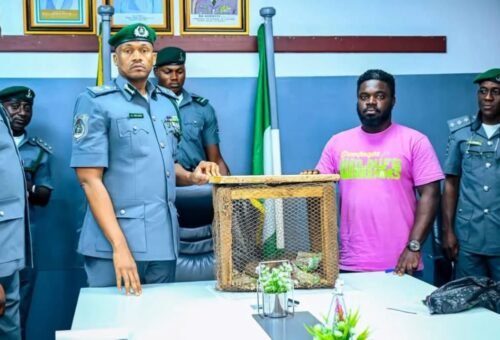 Customs seize three live pangolins in suspected wildlife-trafficking operation in Ogun
