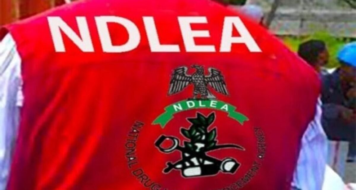 NDLEA intercepts Italy-bound businessman alongside cocaine consignments NDLEA intercepts Italy-bound businessman alongside cocaine consignments