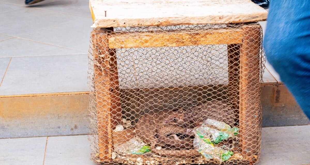 Ogun Customs intercepts three live pangolins, says traffickers risk 12m prosperous, 10 years jail term Ogun Customs intercepts three live pangolins, says traffickers risk 12m prosperous, 10 years jail term