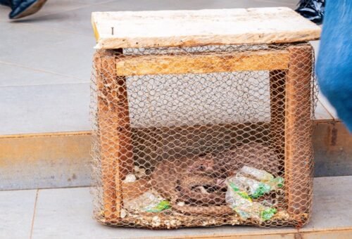 Ogun Customs intercepts three live pangolins, says traffickers risk 12m prosperous, 10 years jail term