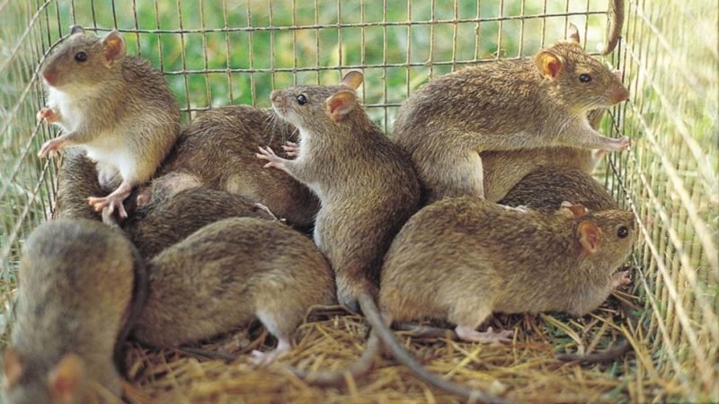 Nigeria records 268 Lassa fever deaths as fatality rate rises to 23.6%- NCDC