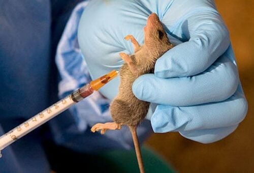 Lassa fever spreads across 119 LGAs as death toll hit 268 – Daily Trust