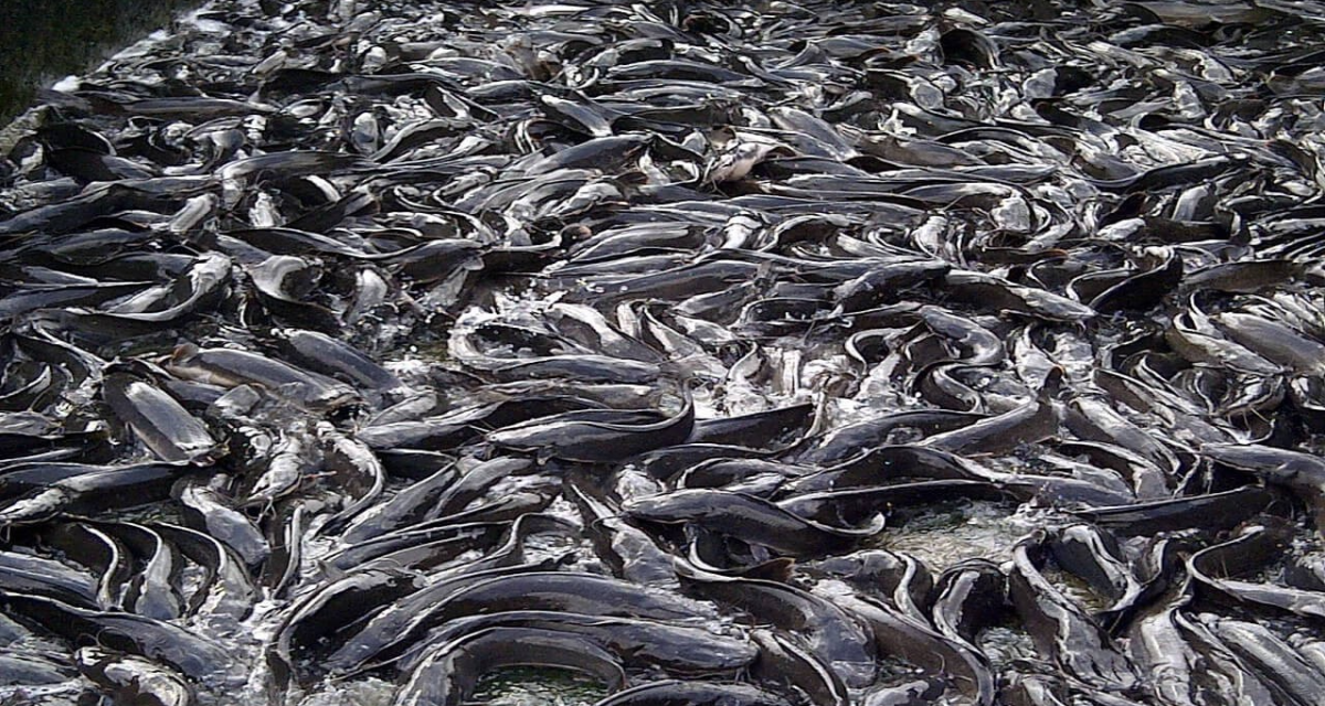 Taraba Can Generate N1bn From Fisheries Annually – Federation