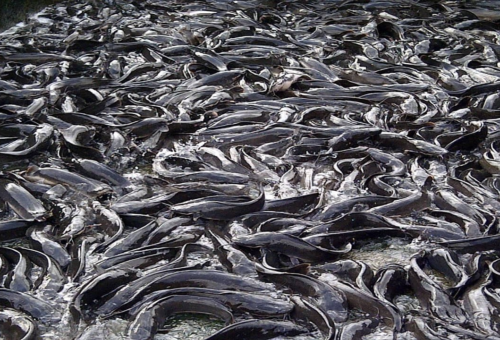 Taraba Can Generate N1bn From Fisheries Annually – Federation